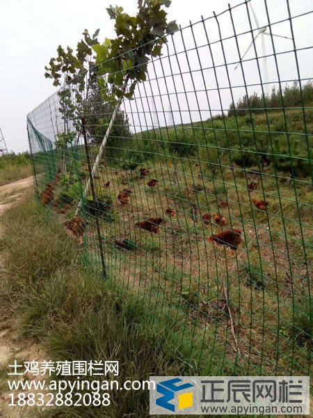 散养鸡围栏网